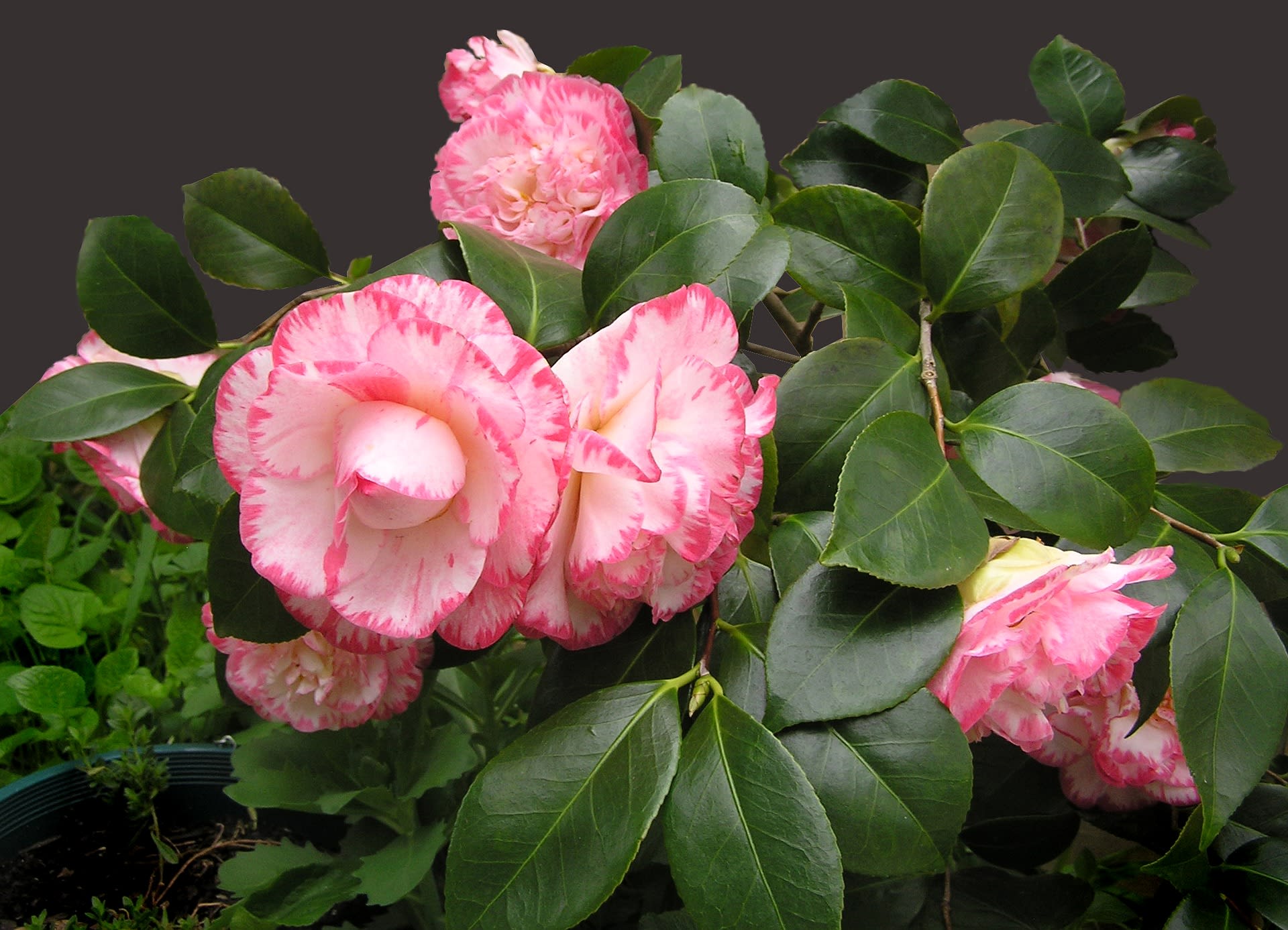 山茶花出售