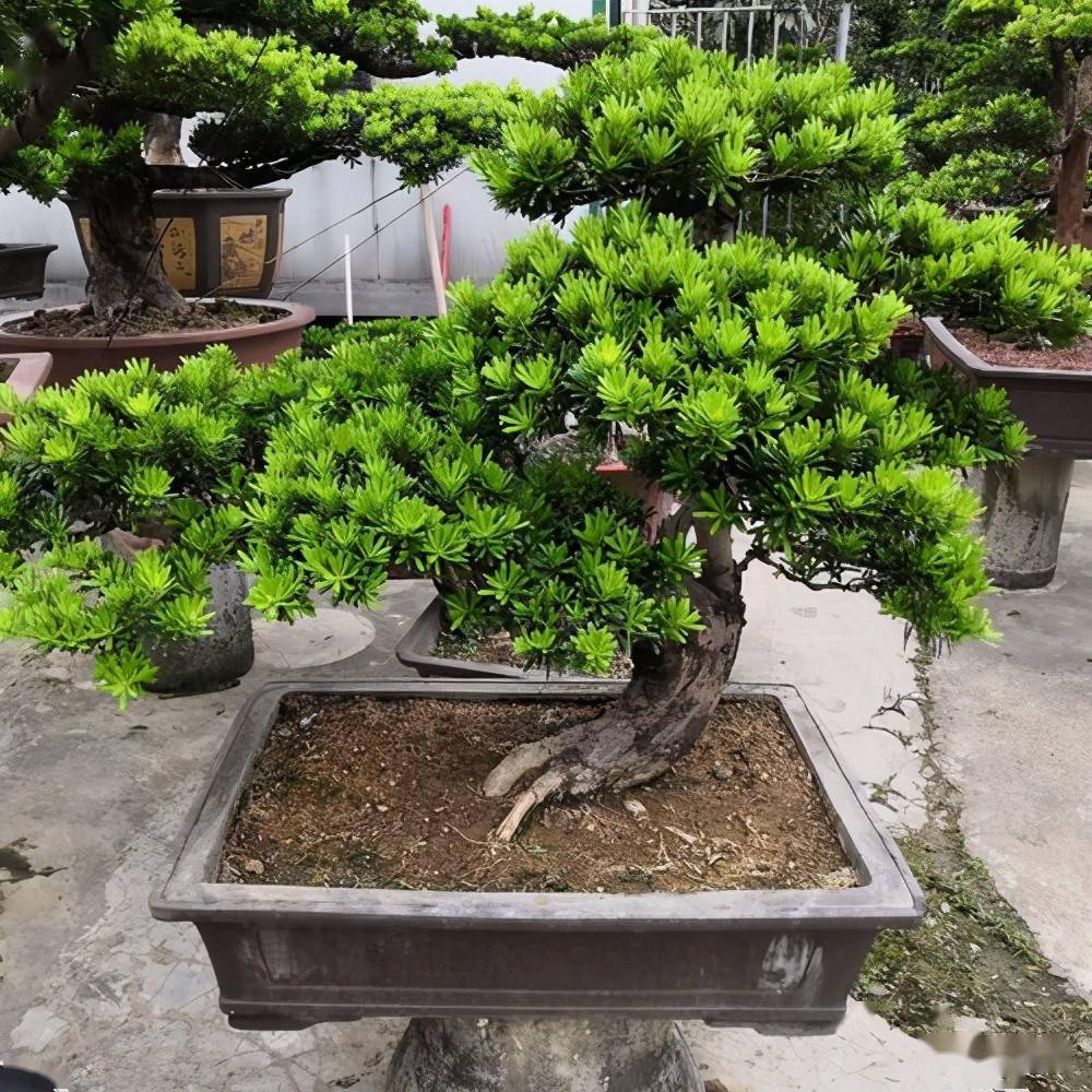 罗汉松有哪些品种？